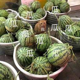 娱乐吃瓜酱玉麒麟